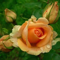 Пазл: Умытая дождем