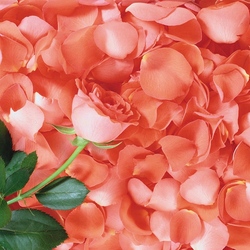 Пазл: В лепестках