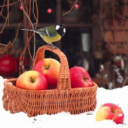 Пазл: Яблоки на снегу