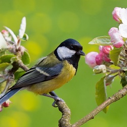 Пазл: Синичка