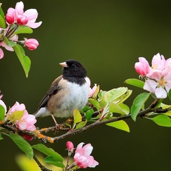 Пазл: Цветущая ветка