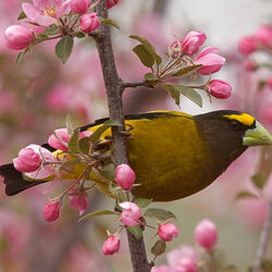 Пазл: Весенняя пора