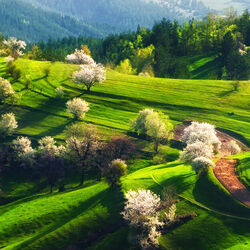 Пазл: Весеннее цветение