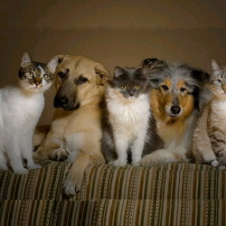 Пазл: Неразлучные друзья