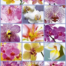 Пазл: Орхидеи