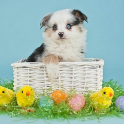 Пазл: Пасхальный