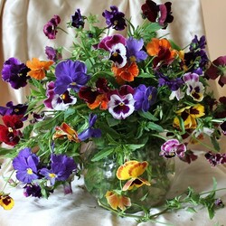 Пазл: Виолы