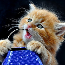 Пазл: Рыжик