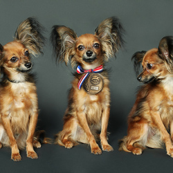 Пазл: Чемпион