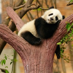 Пазл: Панда   