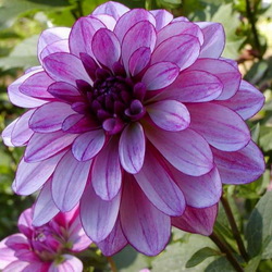 Пазл: Георгин