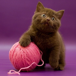 Пазл: Любимый клубок