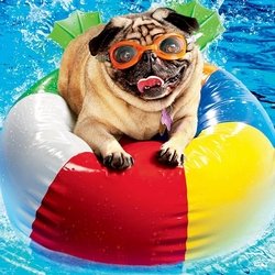 Пазл: Плавающий мопс