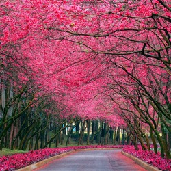 Пазл: Цветение вишни