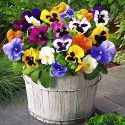 Пазл: Анютины глаза