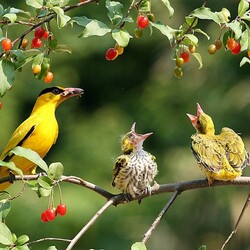 Пазл: Кто первый