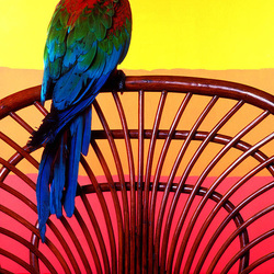 Пазл: Попугай