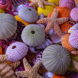 Пазл: Ракушки и морские звезды