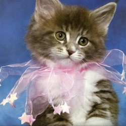 Пазл: Котенок