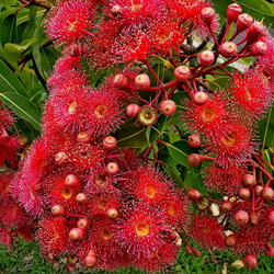 Пазл: Цветы