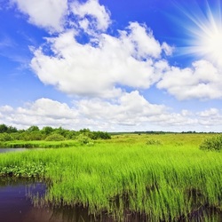 Пазл: Летнее солнце
