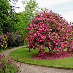 Пазл: Графство Стаффордшир