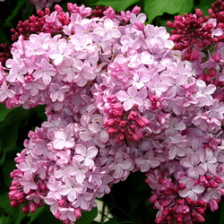 Пазл: Сирень