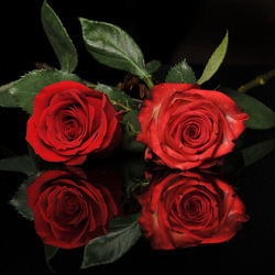 Пазл: Розы и отражение