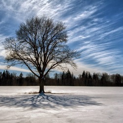 Пазл: Белая ночь