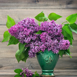 Пазл: Сирень