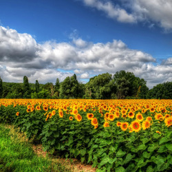 Пазл: Поле с подсолнухами