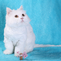 Пазл: Это все?!