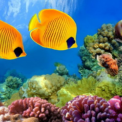 Пазл: Обитатели морей