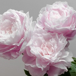 Пазл: Розовые пионы