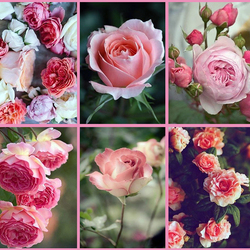 Пазл: Розовое настроение