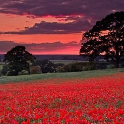 Пазл: Маковое поле 