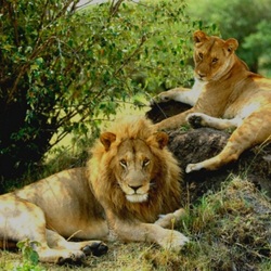 Пазл: На отдыхе