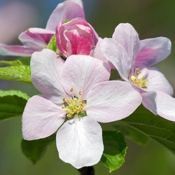 Пазл: Весна