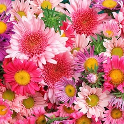 Пазл: Цветочный ковер