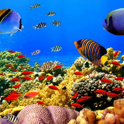 Пазл: Обитатели морей