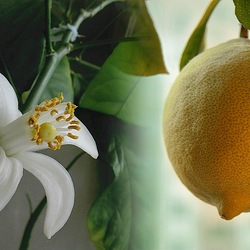 Пазл: Юность и зрелость