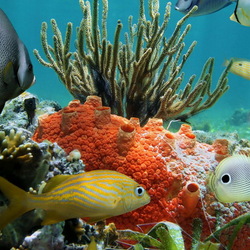 Пазл: Обитатели морей