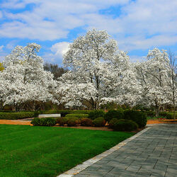 Пазл: Белые деревья