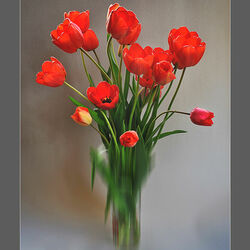 Пазл: Тюльпаны