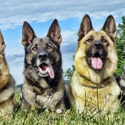 Пазл: Четыре товарища 