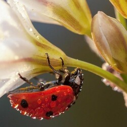 Пазл: Мой цветочек
