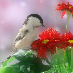 Пазл: Какой букет