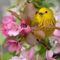 Пазл: Желтая птичка