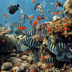 Пазл: Обитатели морей