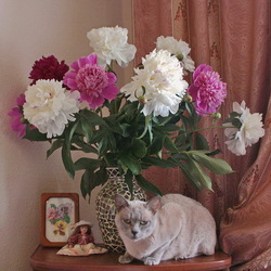 Пазл: Котонатюрморт